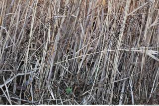 Photo Texture of Grass Tall 0004